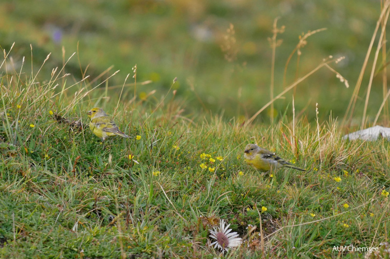 AktNatBeo-200910-ja-5_Zitronenzeisig-1140pix.jpg