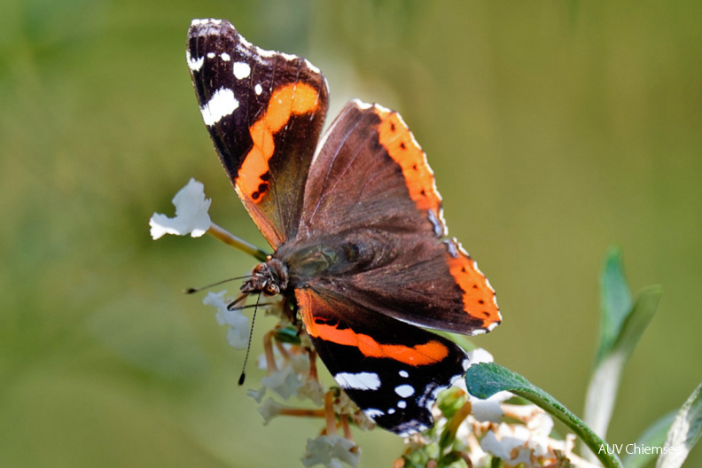 AktNatBeo-200919-kw-4_Admiral-1140pix.jpg