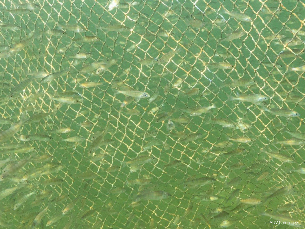 einsoemmerige juvenile Flussbarsche
