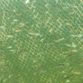 einsoemmerige juvenile Flussbarsche
