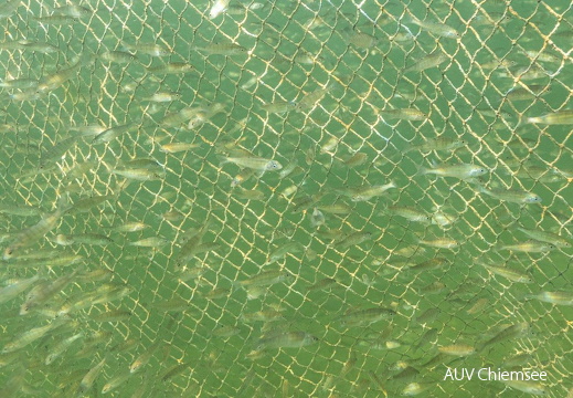 einsoemmerige juvenile Flussbarsche