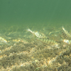 Flussbarschschwarm