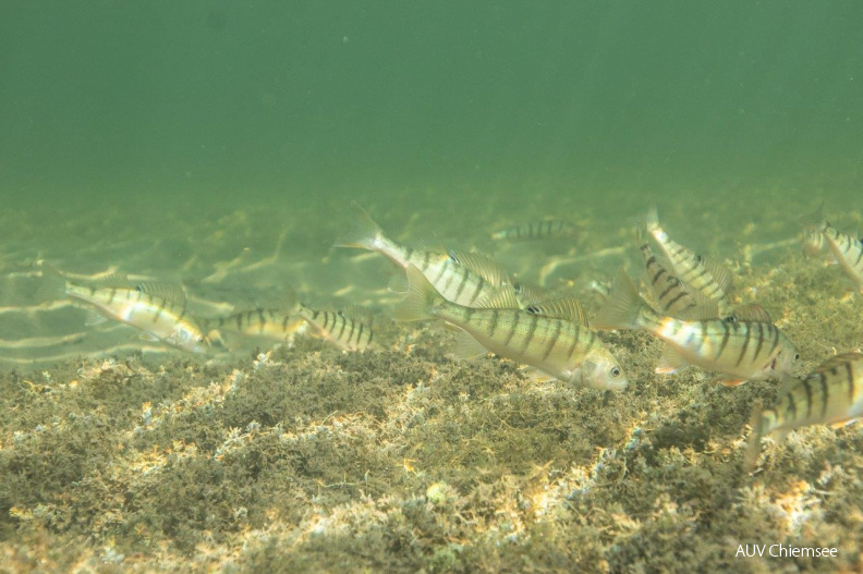 jagender Flussbarschschwarm
Mit einem Klick! zur Fotogeschichte mit weiteren Bildern
Feldwieser Bucht / 22.09.2020 / Foto: Andreas Hartl
AktNatBeo-200922-ah-jagender_Flussbarschschwarm.jpg