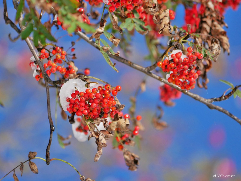 Vogelbeeren