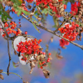 Vogelbeeren