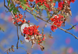 Vogelbeeren