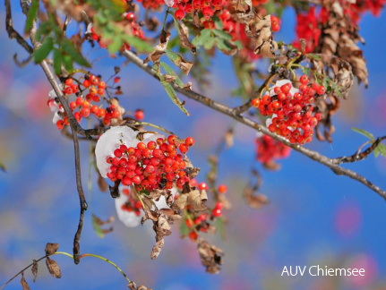 Vogelbeeren