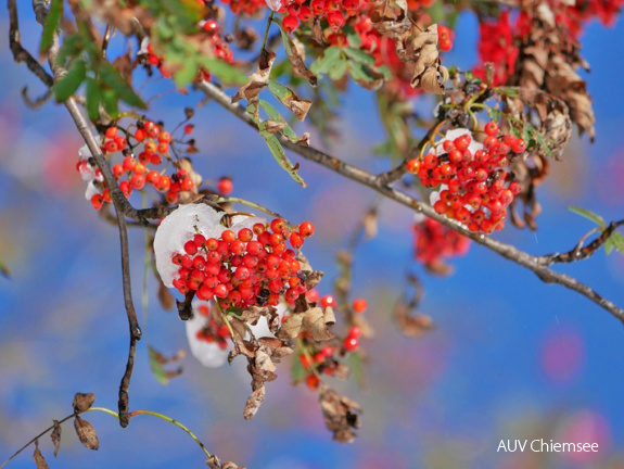 Vogelbeeren