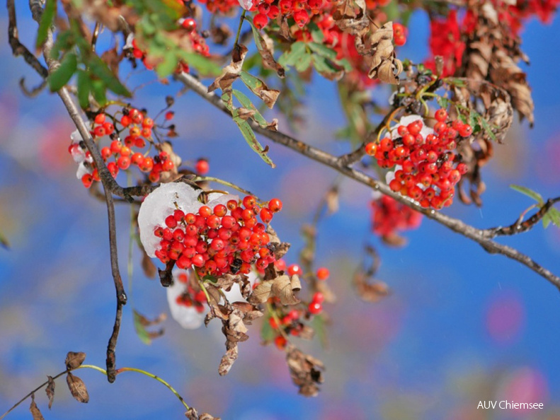 Vogelbeeren