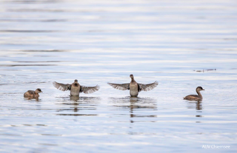 Zwergtaucher
Mit einem Klick! zur Fotogeschichte mit weiteren Bildern
Beobachtungsturm Hirschauer Bucht / 2. Oktober 2020 / Foto: Andreas Hartl
AktNatBeo-201002-ah-Zwergtaucher HB.jpg