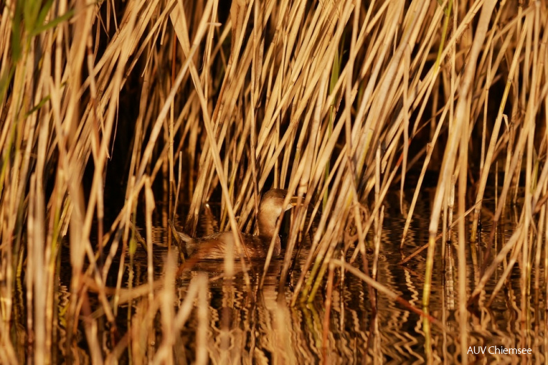 Zwergtaucher
Mit einem Klick! zur Fotogeschichte mit weiteren Bildern
Schafwaschener Bucht / 24. Oktober 2020 / Foto: Johannes Almer
AktNatBeo-201024-ja-5_Zwergtaucher.jpg