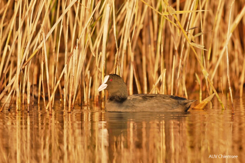 Blässhuhn
Mit einem Klick! zur Fotogeschichte mit weiteren Bildern
Schafwaschener Bucht / 24. Oktober 2020 / Foto: Johannes Almer
AktNatBeo-201024-ja-2_Blaesshuhn-1140pix.jpg