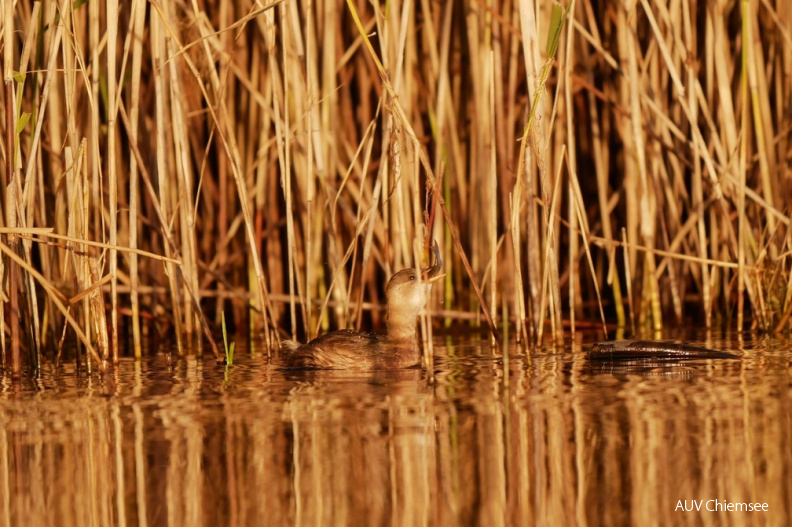 Zwergtaucher - fressend
Mit einem Klick! zur Fotogeschichte mit weiteren Bildern
Schafwaschener Bucht / 24. Oktober 2020 / Foto: Johannes Almer
AktNatBeo-201024-ja-6_Zwergtaucher_fressend.jpg