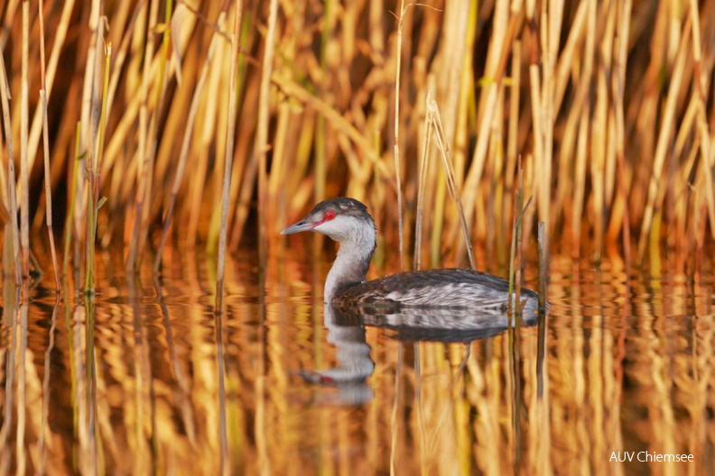 Ohrentaucher
Mit einem Klick! zur Fotogeschichte mit weiteren Bildern
Schafwaschener Bucht / 24. Oktober 2020 / Foto: Johannes Almer
AktNatBeo-201024-ja-9_Ohrentaucher_frei-1140pix.jpg