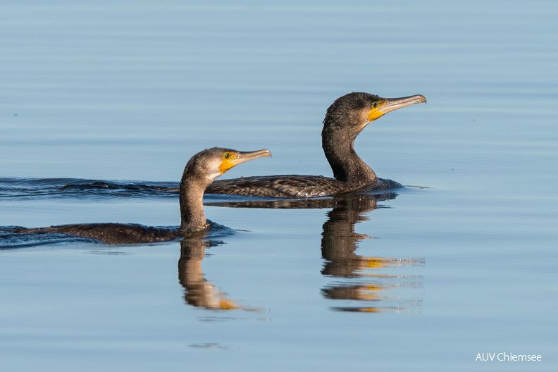 AktNatBeo-201025-ta-12_HB_Kormoran_25-10-20.jpg