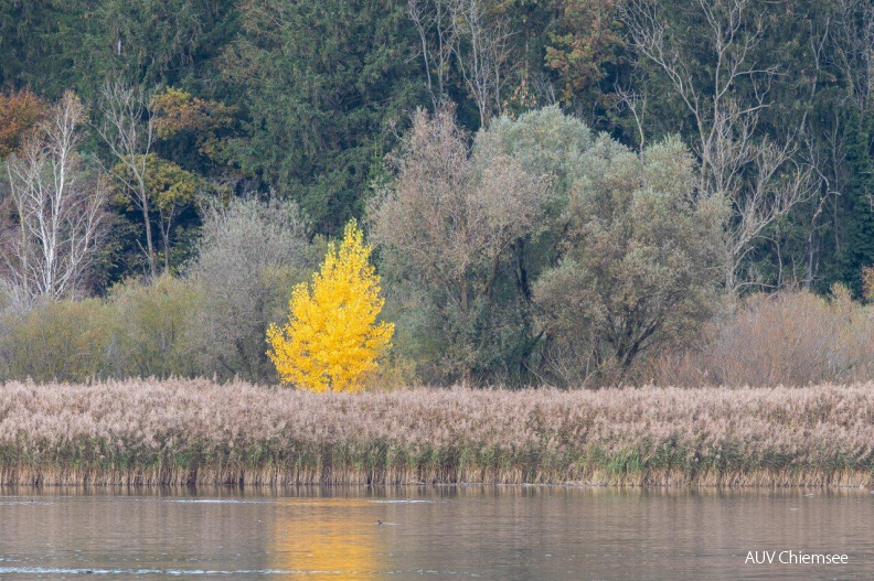 Herbstfarben
Mit einem Klick! zur Fotogeschichte mit weiteren Bildern
Beobachtungsturm Hirschauer Bucht / Ende Oktober 2020 / Foto: Andreas Hartl
AktNatBeo-201033-ah-Herbstfarben_in_der_HB_(1).jpg