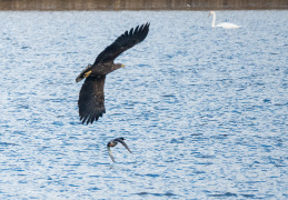 Seeadler und Stockente