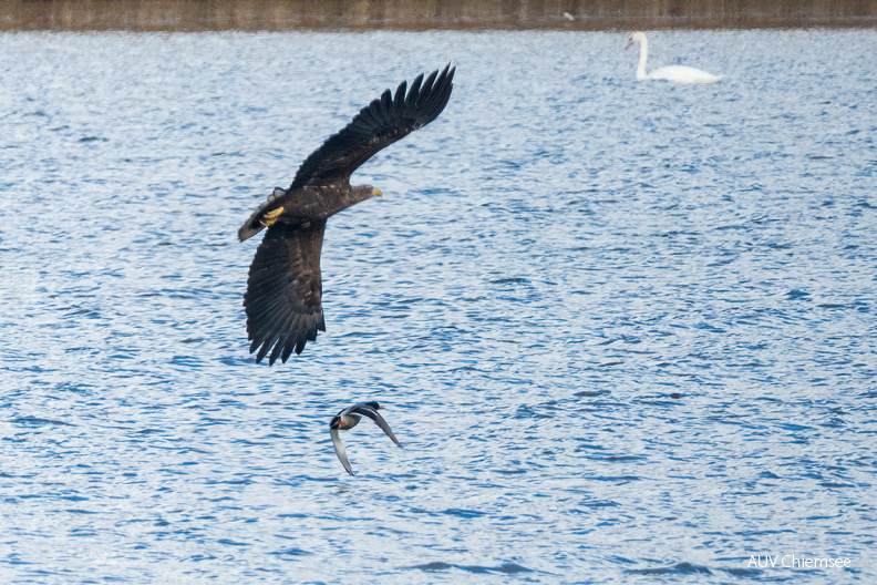 AktNatBeo-201120-ta-08-HB_Seeadler_20-11_20.jpg