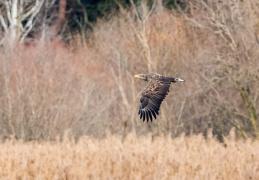 Seeadler