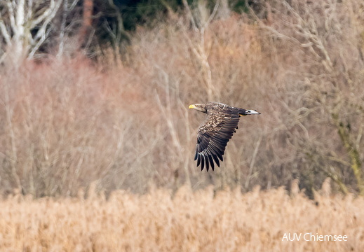 Seeadler