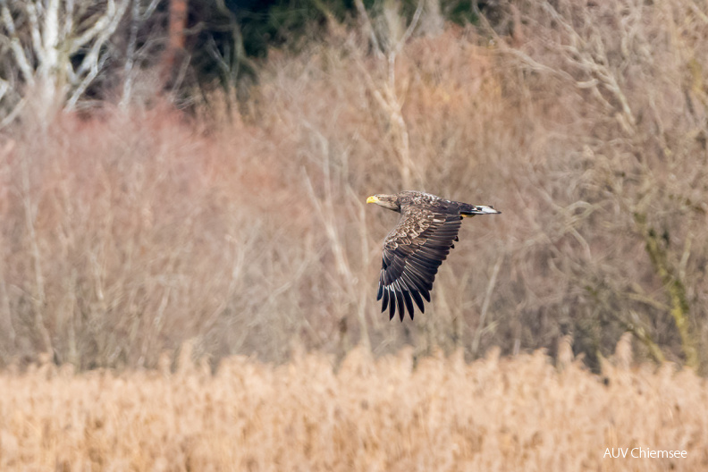 AktNatBeo-201120-ta-09-HB_Seeadler_20-11_20.jpg