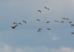 Seeadler und Stockenten