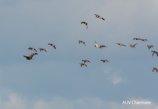Seeadler und Stockenten