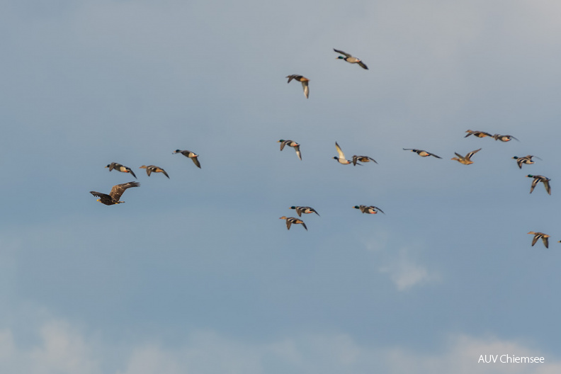 AktNatBeo-201120-ta-10-HB_Seeadler_20-11_20.jpg