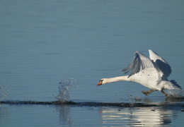 Höckerschwan