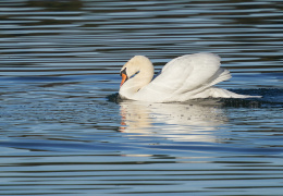 Höckerschwan