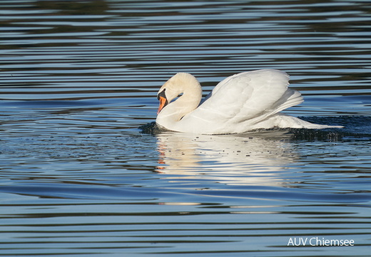 Höckerschwan