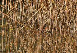 Suchbild 1: Wasserralle
