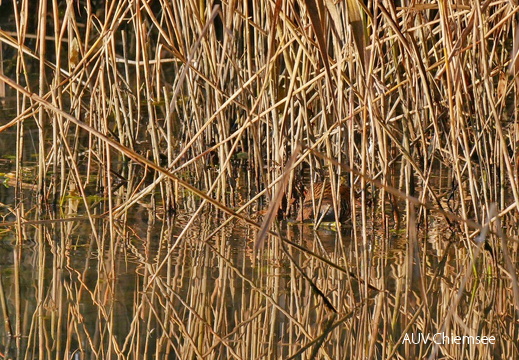 Suchbild 1: Wasserralle