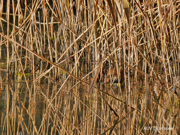 Suchbild 1: Wasserralle