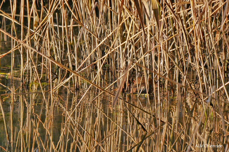 Suchbild 1: Wasserralle
Mit einem Klick! zur Fotogeschichte mit weiteren Bildern
Irschener Winkel; Bernau-Felden / 19. November 2020 / Foto: Johannes Almer
AktNatBeo-201119-ja-02_Suchbild1_Wasserralle-1140pix.jpg