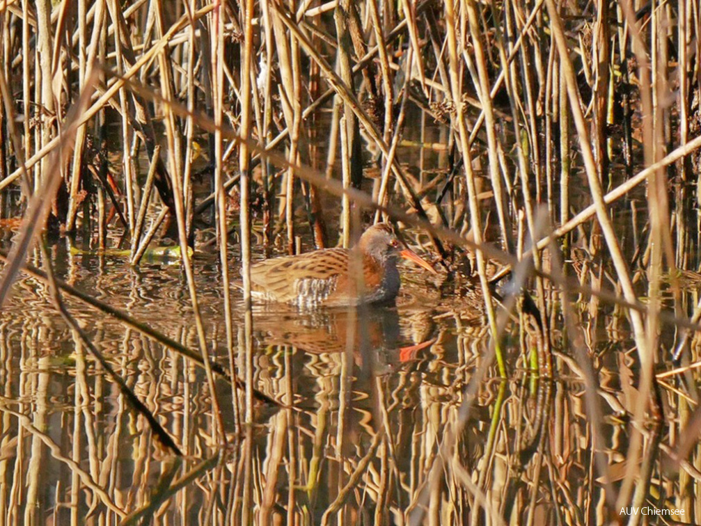 Wasserralle 