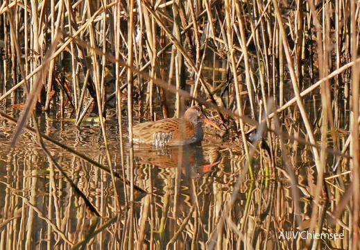 Wasserralle 