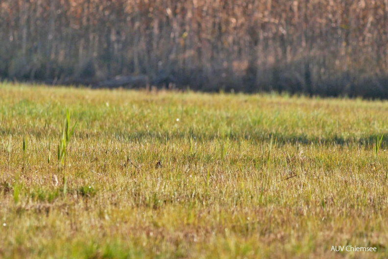 Suchbild 2: Wie viele Bekassinen
Mit einem Klick! zur Fotogeschichte mit weiteren Bildern
Irschener Winkel; Bernau-Felden / 19. November 2020 / Foto: Johannes Almer
AktNatBeo-201119-ja-04_Suchbild2_WievieleBekassinen-1140pix.jpg