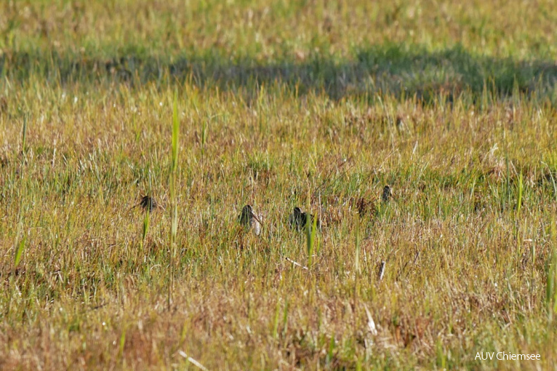 AktNatBeo-201119-ja-05_Aufloesung_Bekassinen-1140pix.jpg