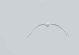 Möwe im Nebel