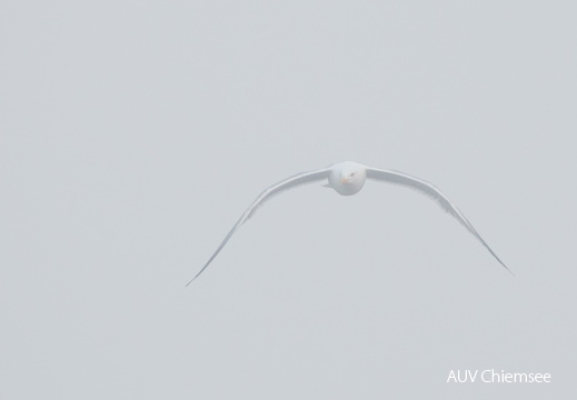 Möwe im Nebel