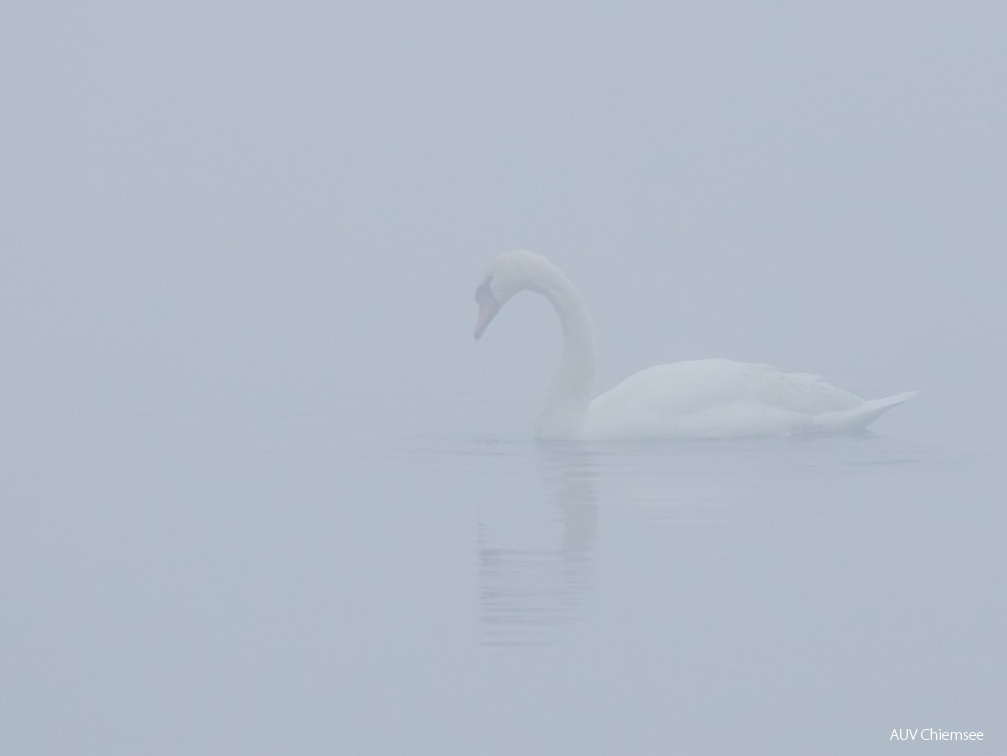 Höckerschwan im Nebel