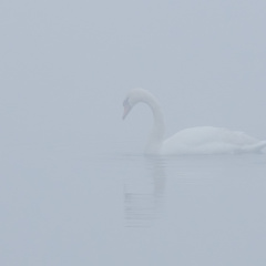 Höckerschwan im Nebel