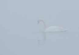 Höckerschwan im Nebel