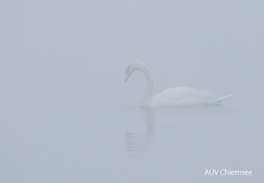 Höckerschwan im Nebel