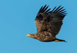 Seeadler