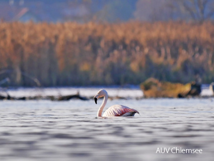 Chileflamingo