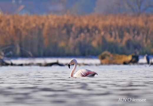 Chileflamingo