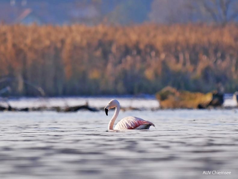 Chileflamingo