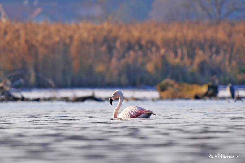 Chileflamingo
Mit einem Klick! zur Fotogeschichte mit weiteren Bildern
Irschener Winkel / 3. Dezember 2020 / Foto: Johannes Almer
AktNatBeo-201203-ja-3_Chileflamingo-1900pix.jpg